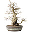 Carpinus coreana, 35 cm, ± 30 jaar oud