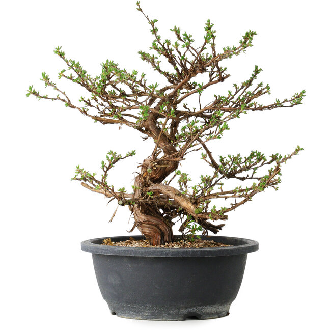 Potentilla fruticosa, 31 cm, ± 15 años