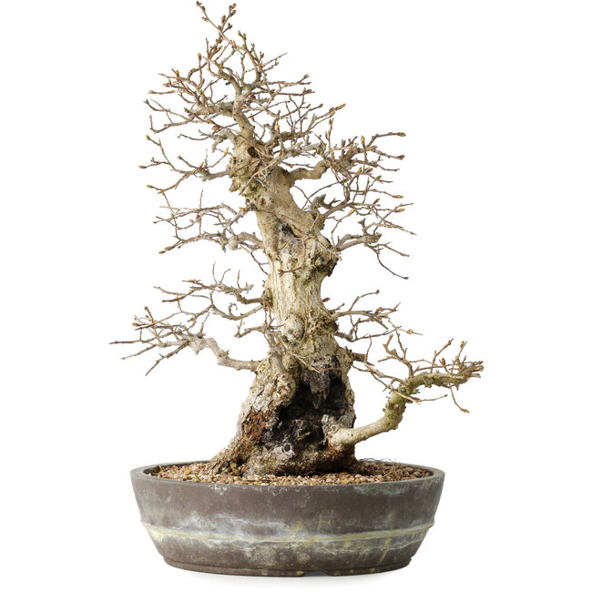 Carpinus coreana, 35 cm, ± 30 years old