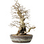 Carpinus coreana, 35 cm, ± 30 jaar oud