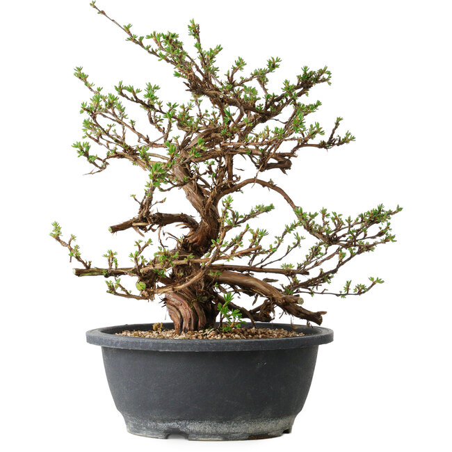 Potentilla fruticosa, 31 cm, ± 15 jaar oud