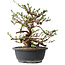 Potentilla fruticosa, 31 cm, ± 15 ans