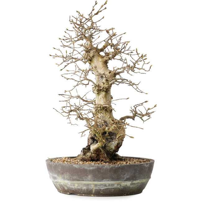 Carpinus coreana, 35 cm, ± 30 anni