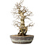 Carpinus coreana, 35 cm, ± 30 jaar oud