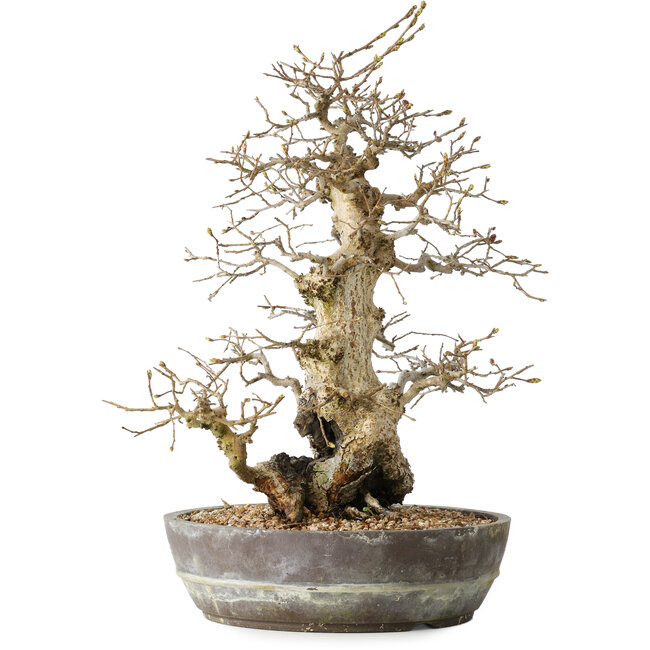 Carpinus coreana, 35 cm, ± 30 anni