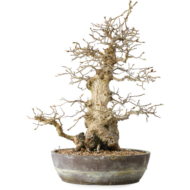 Carpinus coreana, 35 cm, ± 30 Jahre alt
