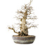 Carpinus coreana, 35 cm, ± 30 jaar oud