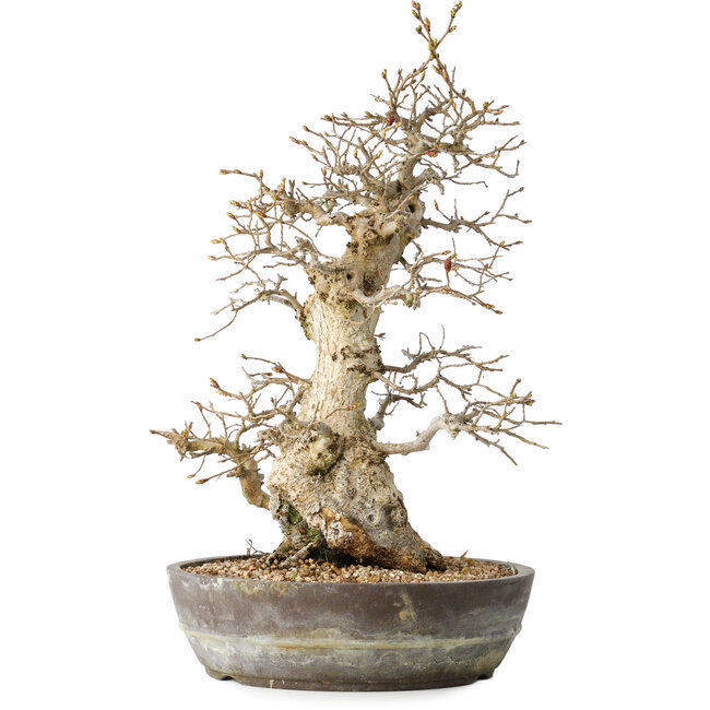 Carpinus coreana, 35 cm, ± 30 years old