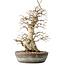 Carpinus coreana, 35 cm, ± 30 jaar oud