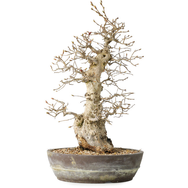 Carpinus coreana, 35 cm, ± 30 years old
