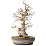Carpinus coreana, 35 cm, ± 30 jaar oud