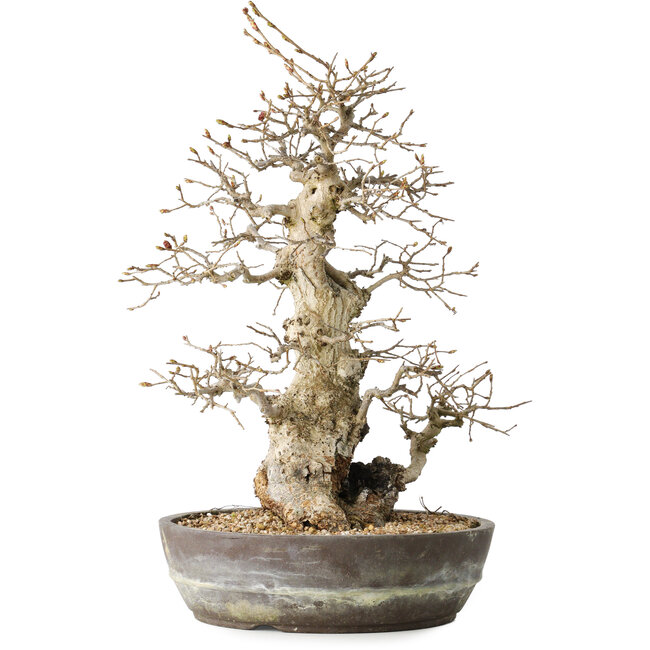 Carpinus coreana, 35 cm, ± 30 años