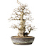 Carpinus coreana, 35 cm, ± 30 jaar oud