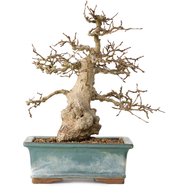 Carpinus coreana, 30 cm, ± 35 jaar oud