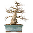 Carpinus coreana, 30 cm, ± 35 jaar oud