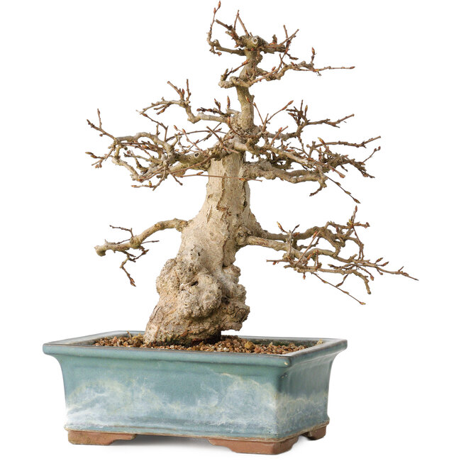 Carpinus coreana, 30 cm, ± 35 años