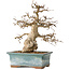 Carpinus coreana, 30 cm, ± 35 jaar oud