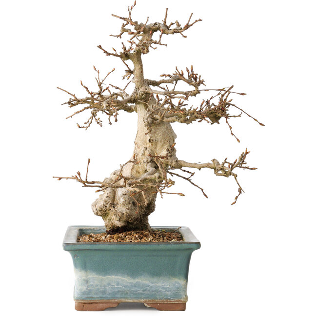 Carpinus coreana, 30 cm, ± 35 Jahre alt