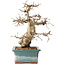 Carpinus coreana, 30 cm, ± 35 jaar oud