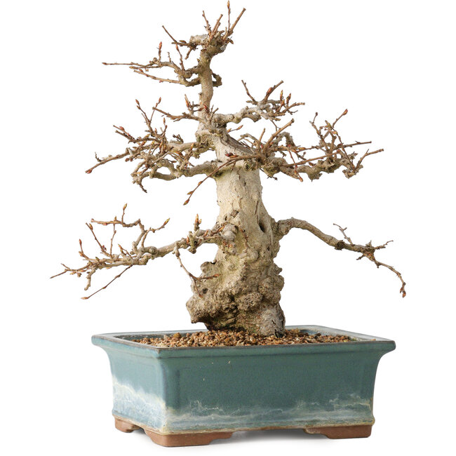 Carpinus coreana, 30 cm, ± 35 ans