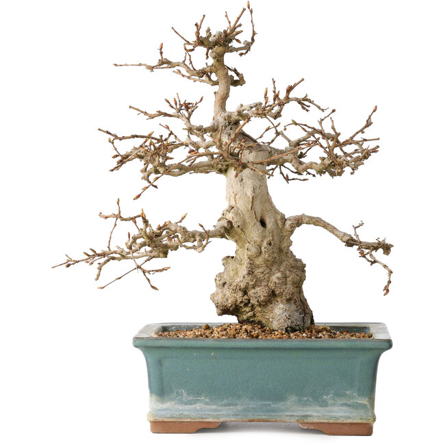 Carpinus coreana, 30 cm, ± 35 jaar oud