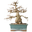 Carpinus coreana, 30 cm, ± 35 años