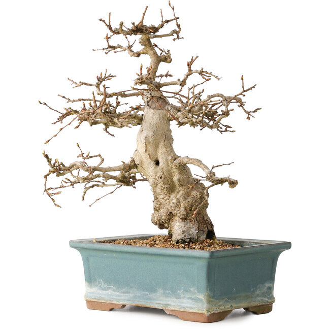 Carpinus coreana, 30 cm, ± 35 years old