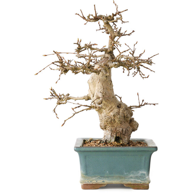 Carpinus coreana, 30 cm, ± 35 años