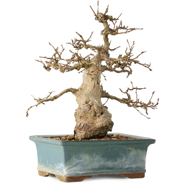 Carpinus coreana, 30 cm, ± 35 jaar oud