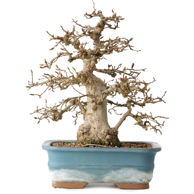 Carpinus coreana, 30 cm, ± 35 jaar oud