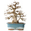 Carpinus coreana, 30 cm, ± 35 jaar oud