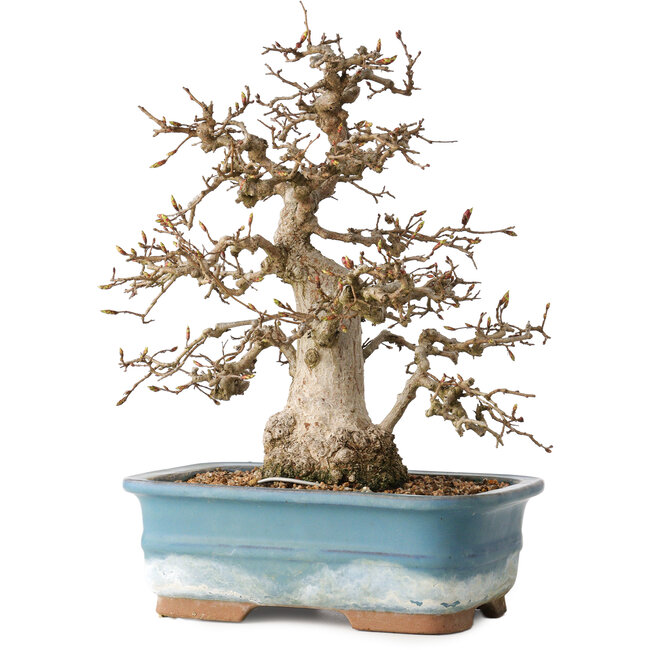 Carpinus coreana, 30 cm, ± 35 jaar oud
