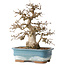 Carpinus coreana, 30 cm, ± 35 jaar oud