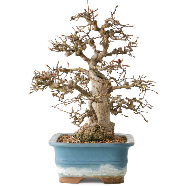 Carpinus coreana, 30 cm, ± 35 years old