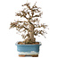 Carpinus coreana, 30 cm, ± 35 jaar oud