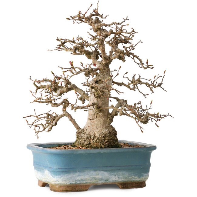 Carpinus coreana, 30 cm, ± 35 jaar oud