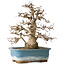 Carpinus coreana, 30 cm, ± 35 jaar oud