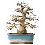 Carpinus coreana, 30 cm, ± 35 jaar oud