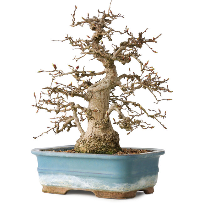 Carpinus coreana, 30 cm, ± 35 años