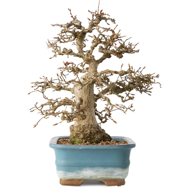 Carpinus coreana, 30 cm, ± 35 anni