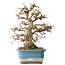Carpinus coreana, 30 cm, ± 35 jaar oud