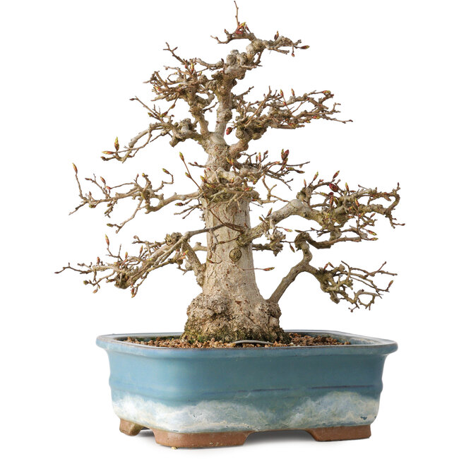 Carpinus coreana, 30 cm, ± 35 jaar oud