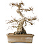 Carpinus coreana, 34 cm, ± 35 jaar oud