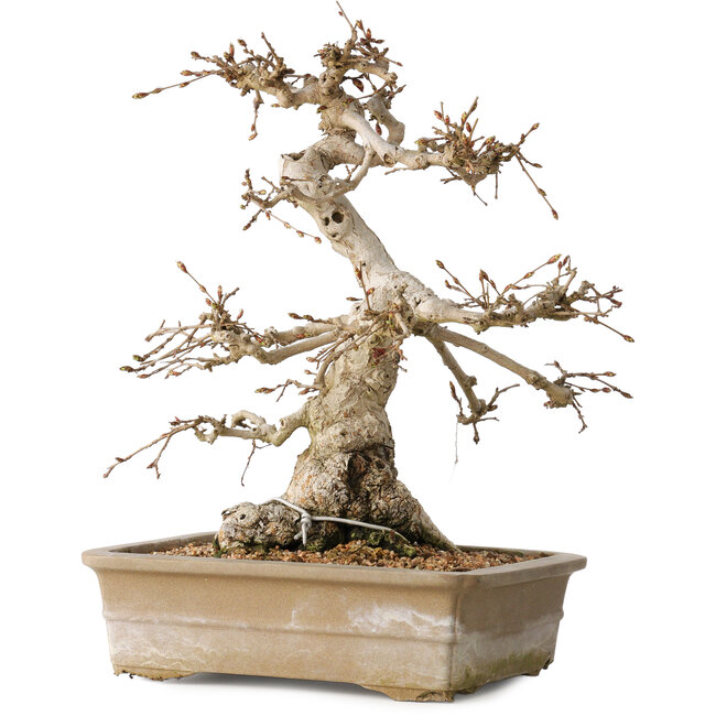 Carpinus coreana, 34 cm, ± 35 jaar oud