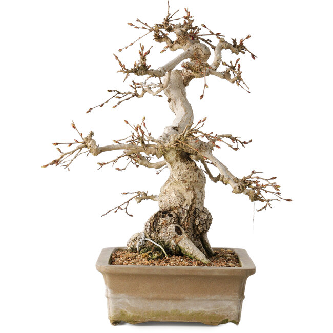 Carpinus coreana, 34 cm, ± 35 anni