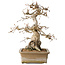 Carpinus coreana, 34 cm, ± 35 jaar oud