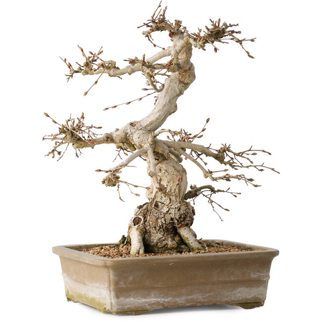 Carpinus coreana, 34 cm, ± 35 años