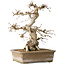 Carpinus coreana, 34 cm, ± 35 jaar oud