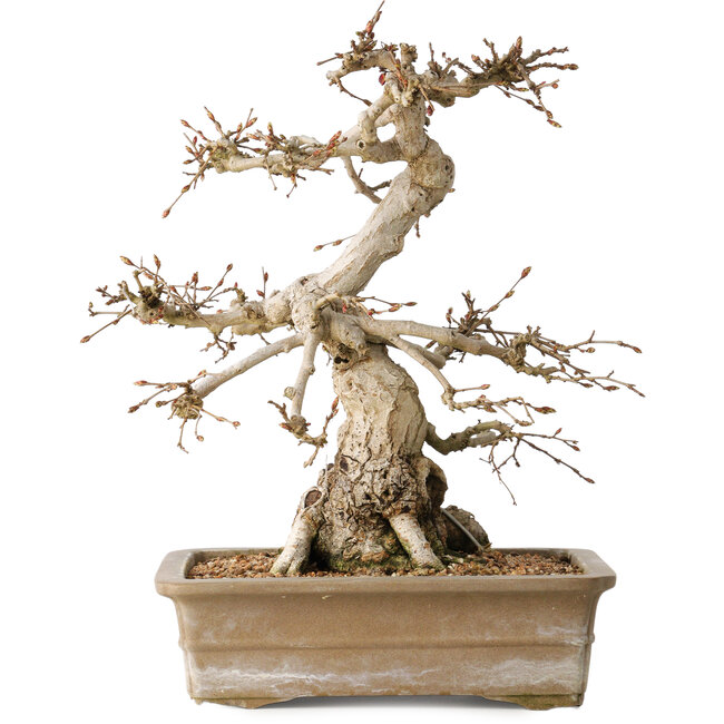 Carpinus coreana, 34 cm, ± 35 ans