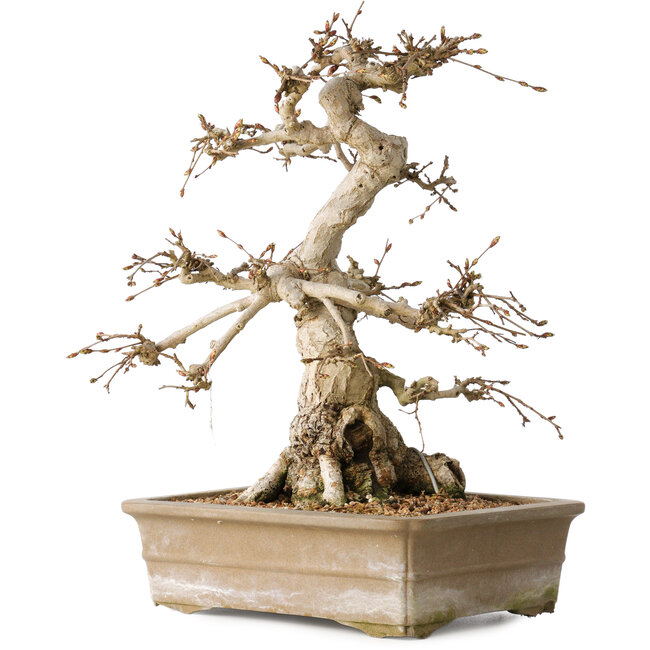 Carpinus coreana, 34 cm, ± 35 ans